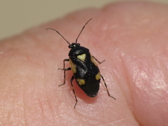 Deraeocoris cordiger