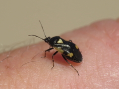 Deraeocoris cordiger