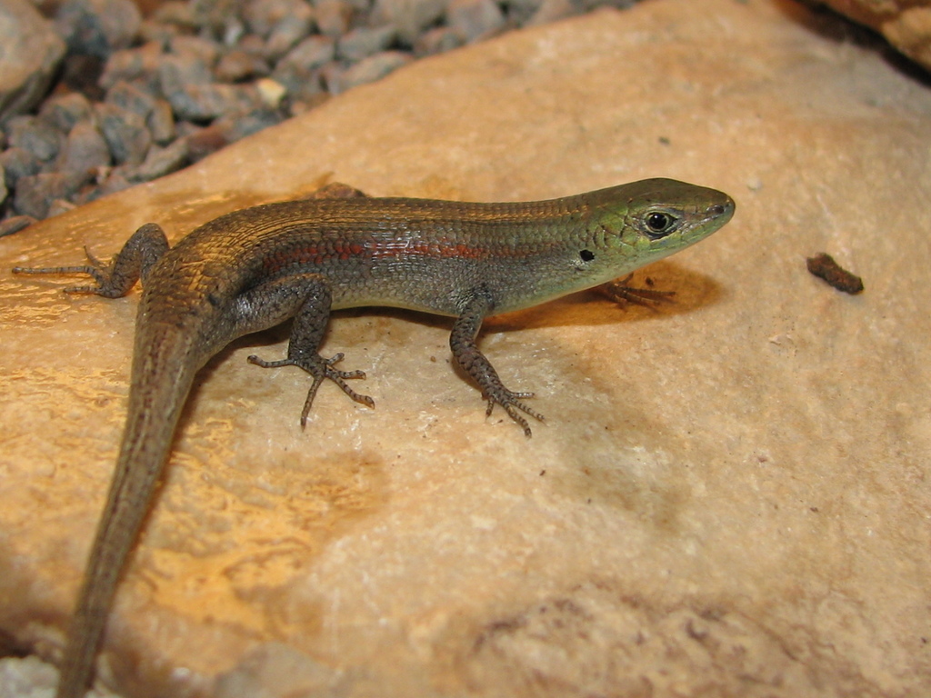 Slender Rainbow-Skink