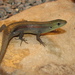 Slender Rainbow Skink - Photo (c) Richard D Reams, some rights reserved (CC BY-NC), uploaded by Richard D Reams