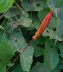 Passiflora cristalina