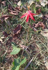 Passiflora cristalina
