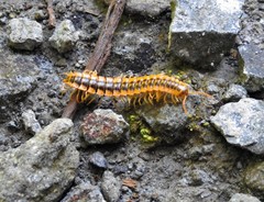 Helicorthomorpha