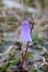 Soldanella pusilla