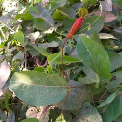 Passiflora cristalina