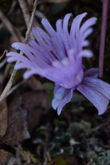 Soldanella pusilla