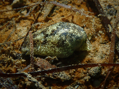 Haminoea navicula