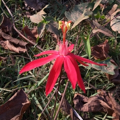Passiflora cristalina