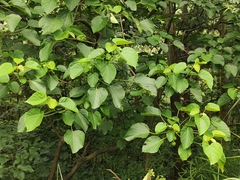 Vernicia fordii