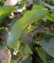 Passiflora cristalina