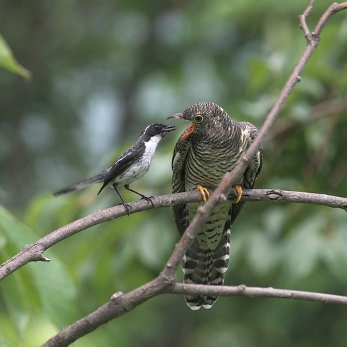 Grey Bush Chat (Saxicola ferreus), photo 8