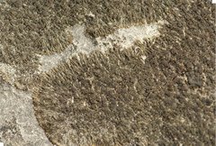 Placynthium stenophyllum