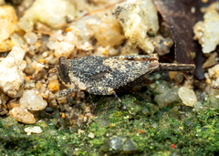 Systolederus ridleyi