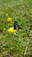 Catasticta flisa duna