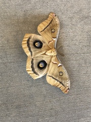 Antheraea polyphemus olivacea