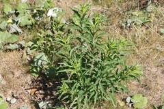 Chamaenerion angustifolium