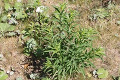 Chamaenerion angustifolium