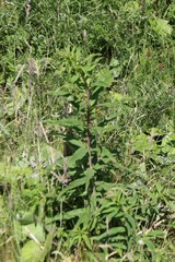 Chamaenerion angustifolium