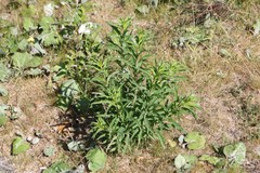 Chamaenerion angustifolium
