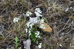 Arabidopsis lyrata petraea