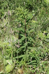 Chamaenerion angustifolium