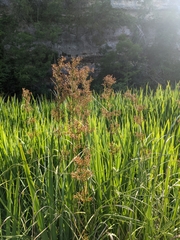 Cladium mariscus jamaicense