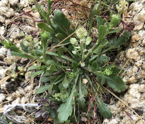 Lepidium lasiocarpum