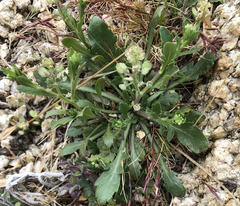 Lepidium lasiocarpum