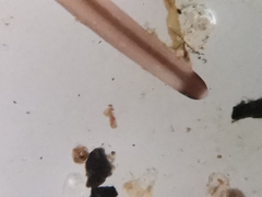 Gordiidae