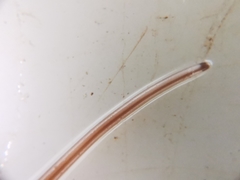 Gordiidae