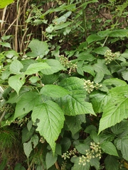 Rubus innominatus