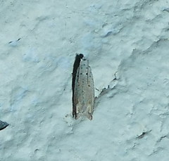 Epiblema separationis