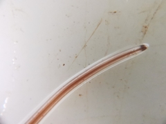 Gordiidae