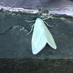 Chlorosea margaretaria