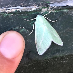 Chlorosea margaretaria