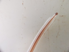 Gordiidae