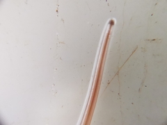 Gordiidae