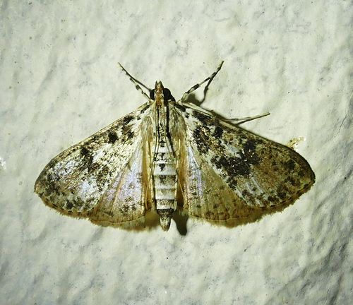 Splendid Palpita Moth photo 5