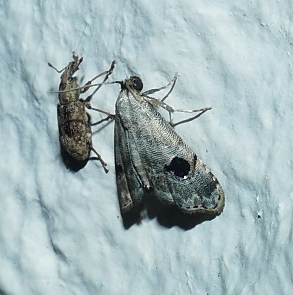 Abablemma duomaculata