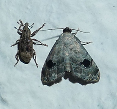 Abablemma duomaculata