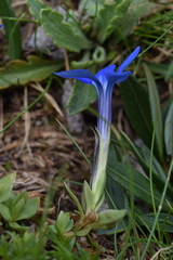 Gentiana brachyphylla brachyphylla