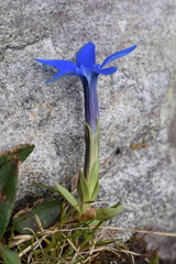Gentiana brachyphylla brachyphylla