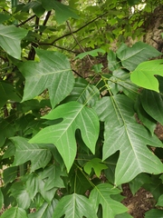 Liriodendron chinense