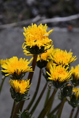 Taraxacum macroceras