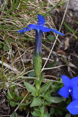 Gentiana brachyphylla brachyphylla
