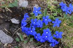 Gentiana brachyphylla brachyphylla
