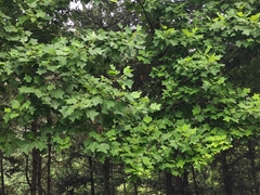 Liriodendron chinense