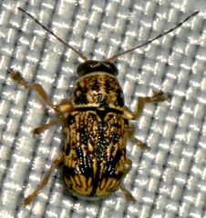 Pachybrachis pectoralis