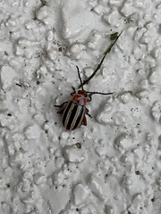 Disonycha admirabila