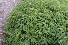 Sanguisorba dodecandra